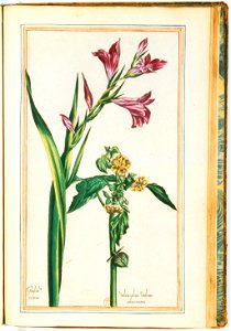 Illustrations de Le Jardin du très chrestien Henry IV.f50
