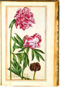 Illustrations de Le Jardin du très chrestien Henry IV.f42