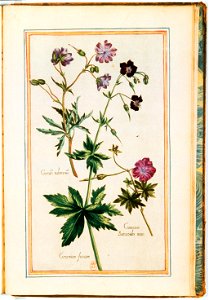 Illustrations de Le Jardin du très chrestien Henry IV.f62