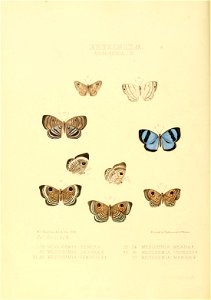 Illustrations of new species of exotic butterflies Mesosemia III