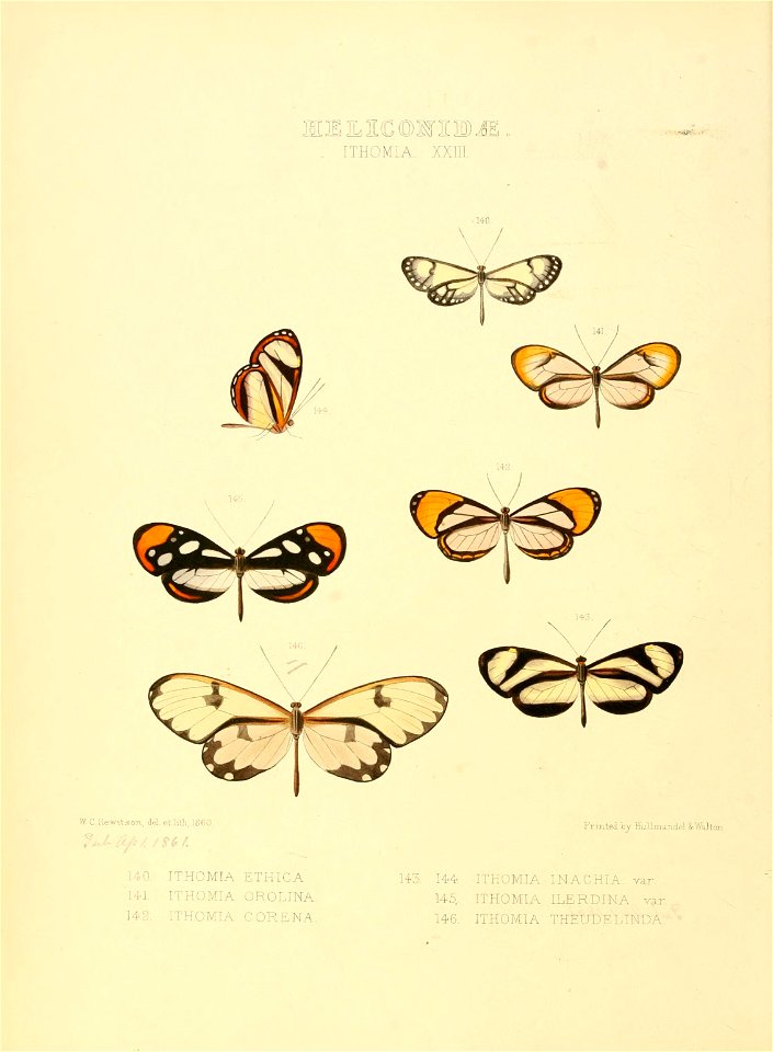 Illustrations of new species of exotic butterflies Ithomia XXIII