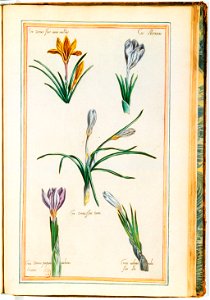 Illustrations de Le Jardin du très chrestien Henry IV.f54