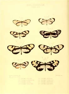 Illustrations of new species of exotic butterflies Ithomia XXXV