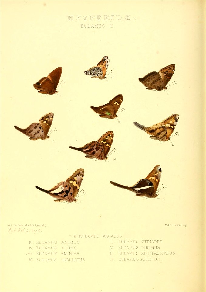Illustrations of new species of exotic butterflies Eudamus II