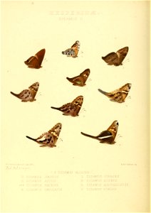 Illustrations of new species of exotic butterflies Eudamus II