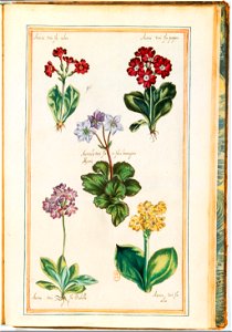 Illustrations de Le Jardin du très chrestien Henry IV.f59