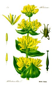 Illustration Gentiana lutea0 clean