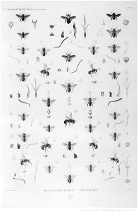 Illustrations de Description de l'Egypte Pl60