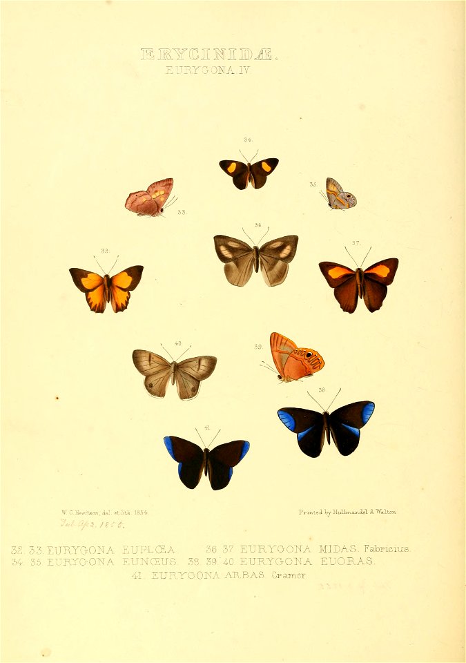 Illustrations of new species of exotic butterflies Eurygona IV