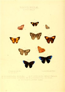 Illustrations of new species of exotic butterflies Eurygona IV