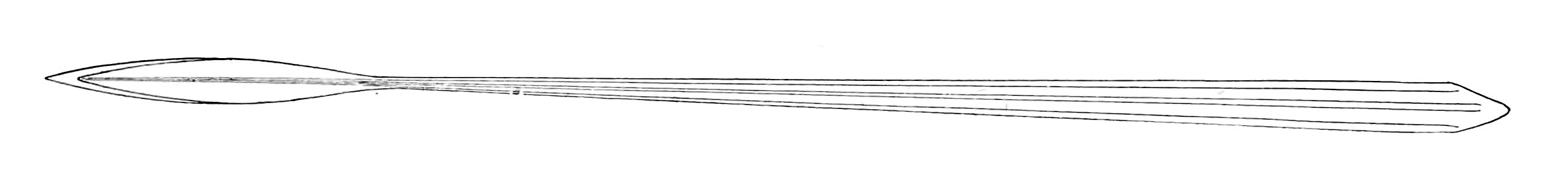 Illex illecebrosus gladius