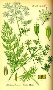 Illustration Carum carvi0