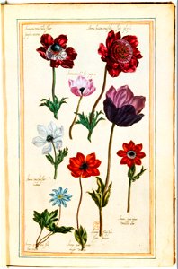 Illustrations de Le Jardin du très chrestien Henry IV.f06