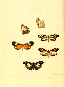 Illustrations of new species of exotic butterflies Leptalis IV