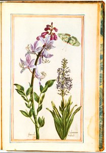 Illustrations de Le Jardin du très chrestien Henry IV.f58