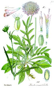 Illustration Knautia arvensis0 cleaned