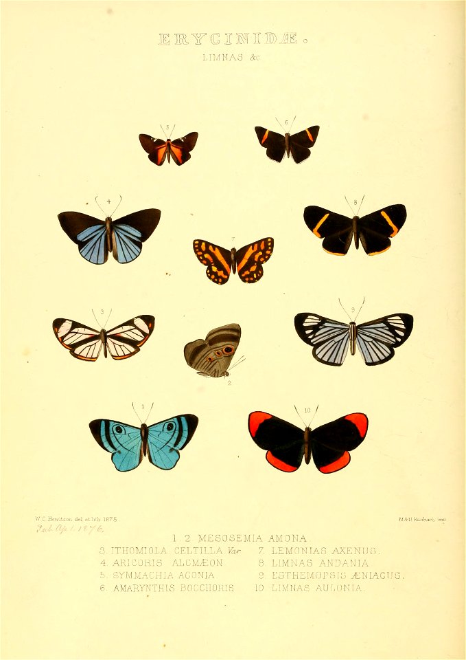 Illustrations of new species of exotic butterflies Limnas &c