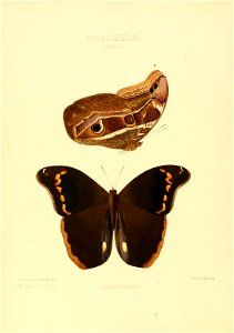 Illustrations of new species of exotic butterflies Pavonia II
