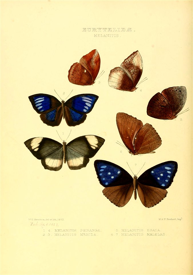 Illustrations of new species of exotic butterflies Melanitis