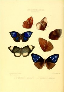 Illustrations of new species of exotic butterflies Melanitis