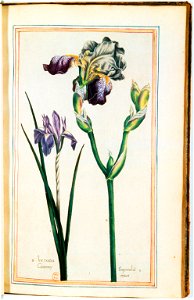 Illustrations de Le Jardin du très chrestien Henry IV.f30