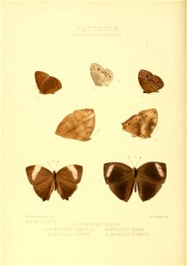 Illustrations of new species of exotic butterflies Mycalesis & Idiomorphus