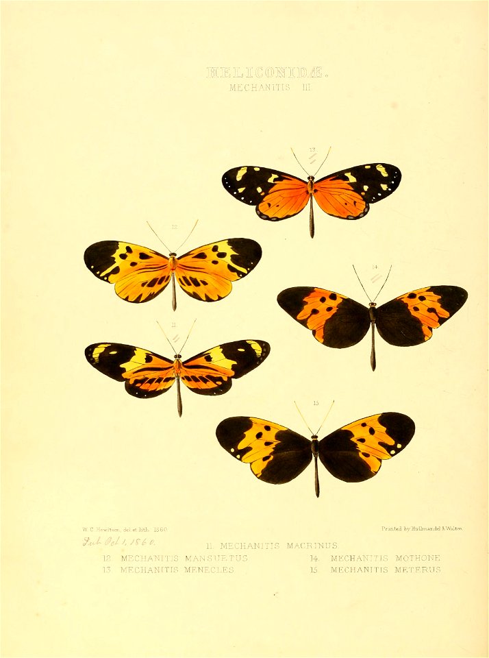 Illustrations of new species of exotic butterflies Mechanitis III