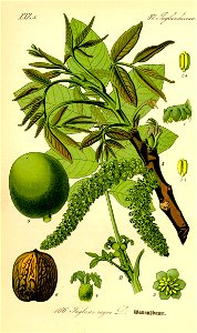 Illustration Juglans regia0