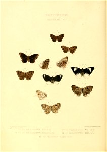 Illustrations of new species of exotic butterflies Mesosemia VII