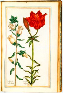 Illustrations de Le Jardin du très chrestien Henry IV.f38