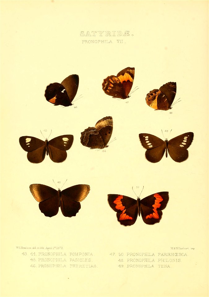 Illustrations of new species of exotic butterflies Pronophila VII