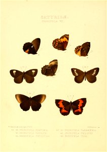 Illustrations of new species of exotic butterflies Pronophila VII