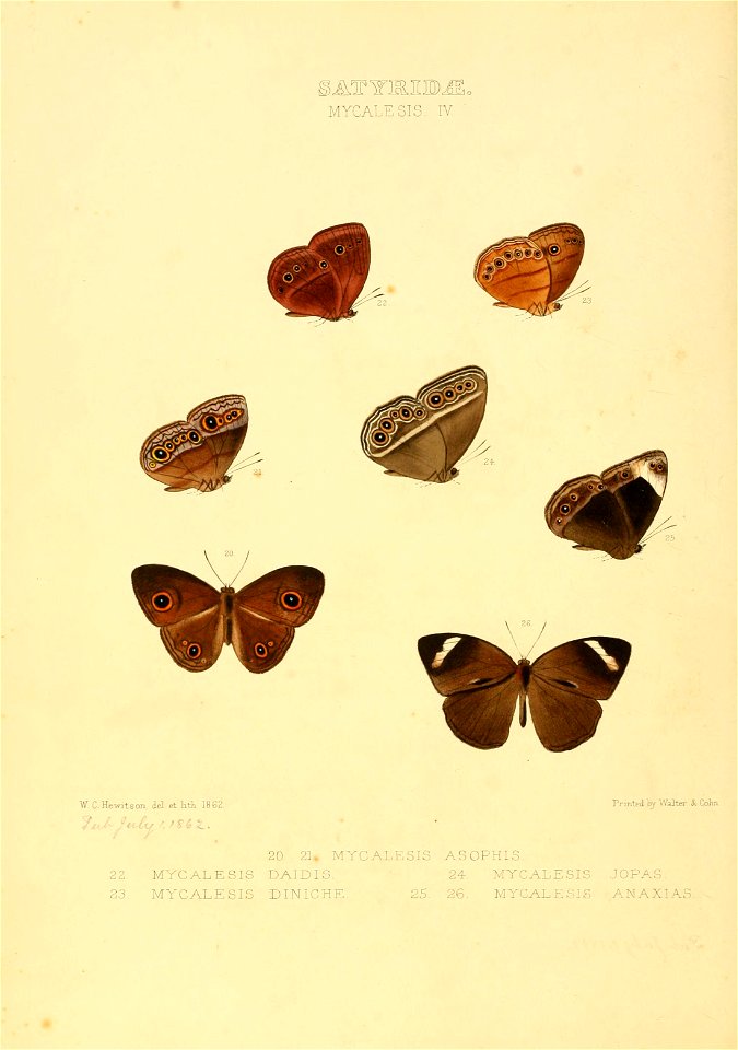 Illustrations of new species of exotic butterflies Mycalesis IV