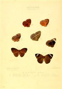 Illustrations of new species of exotic butterflies Mycalesis IV