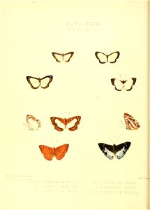 Illustrations of new species of exotic butterflies Nymphidium III