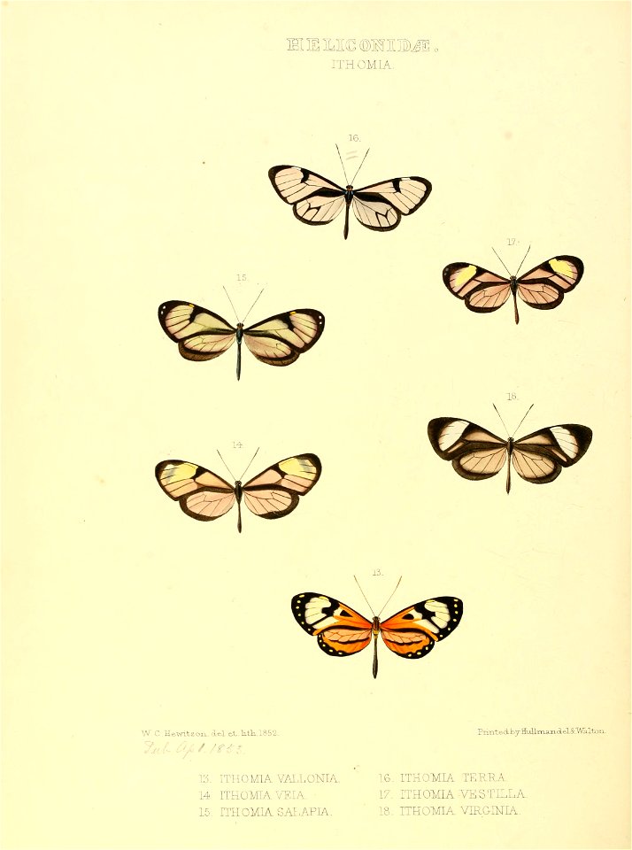 Illustrations of new species of exotic butterflies Ithomia III