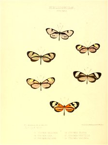 Illustrations of new species of exotic butterflies Ithomia III