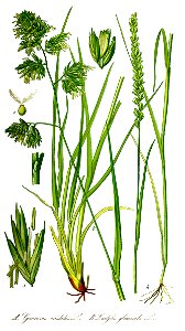 Illustration Dactylis glomerata0 clean