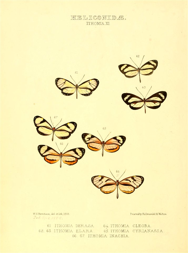 Illustrations of new species of exotic butterflies Ithomia XI