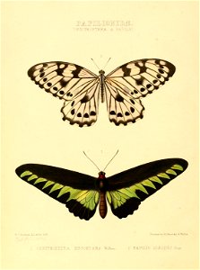 Illustrations of new species of exotic butterflies Ornithoptera & Papilio