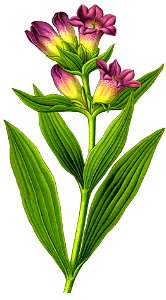 Illustration Gentiana purpurea. Free illustration for personal and commercial use.