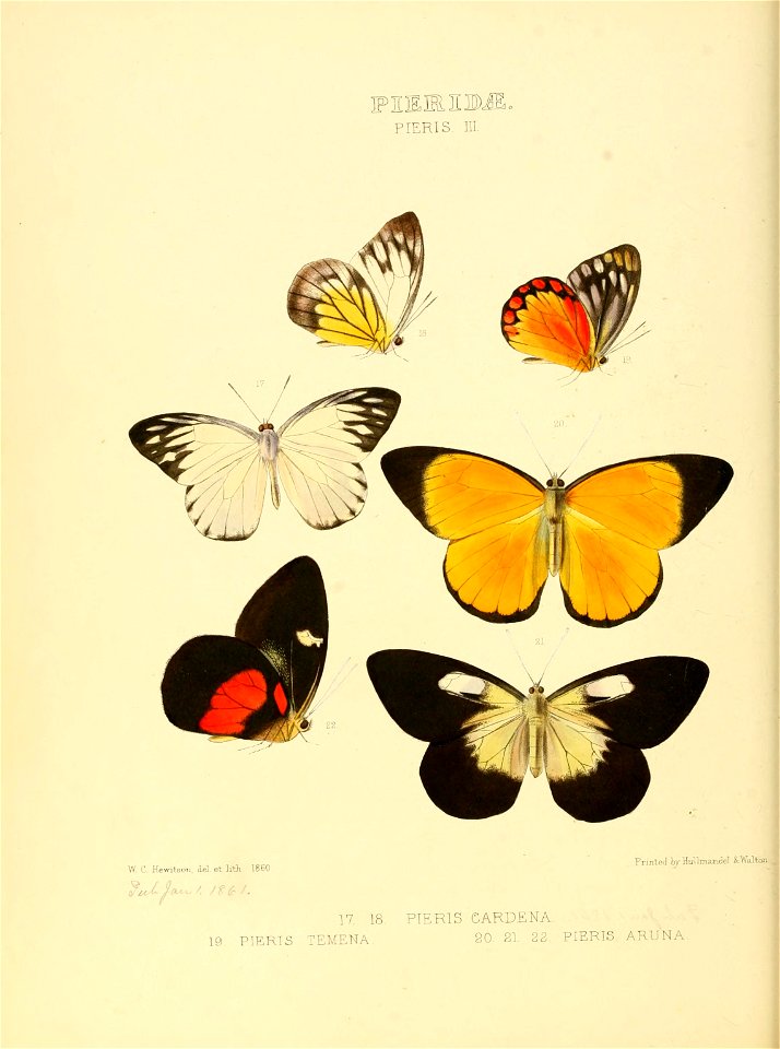 Illustrations of new species of exotic butterflies Pieris III