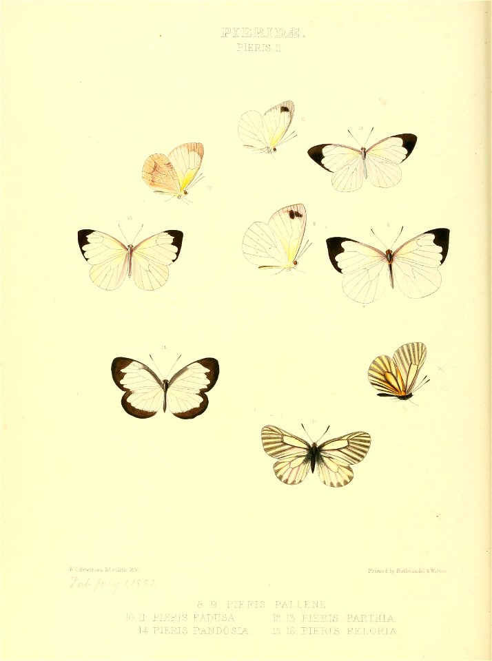 Illustrations of new species of exotic butterflies Pieris II