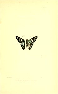 Illustrations of Diurnal Lepidoptera (Weeks) v. II, pl. 13 Erycides nakawara
