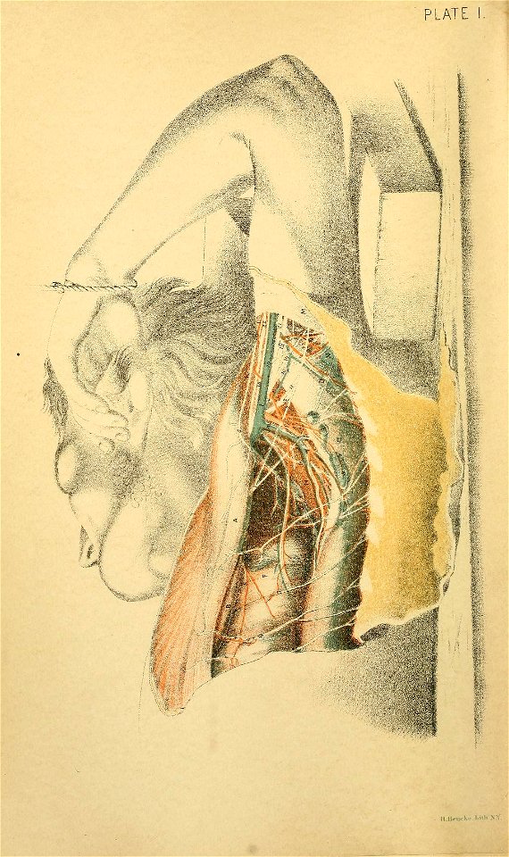 Illustrations of Dissections Plate 01 axilla