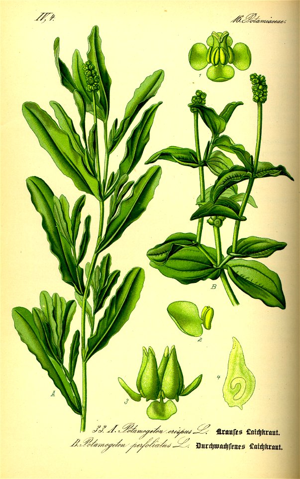 Illustration Potamogeton crispus & Potamogeton perfoliatus 0