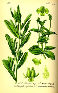 Illustration Potamogeton crispus & Potamogeton perfoliatus 0