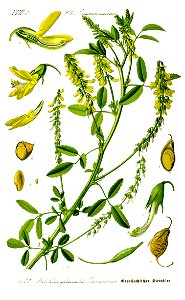 Illustration Melilotus officinalis1