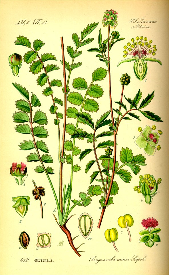 Illustration Sanguisorba minor0