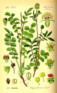 Illustration Sanguisorba minor0